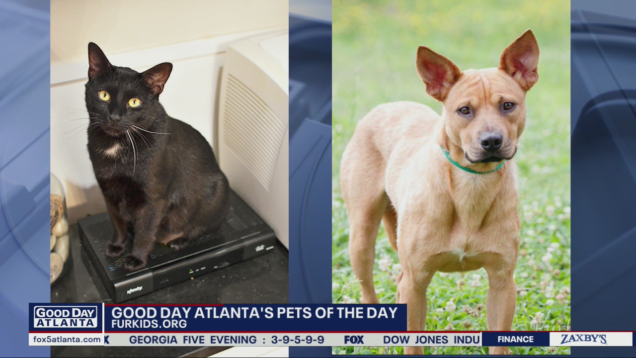 Pets of the Day from Furkids Animal Shelter