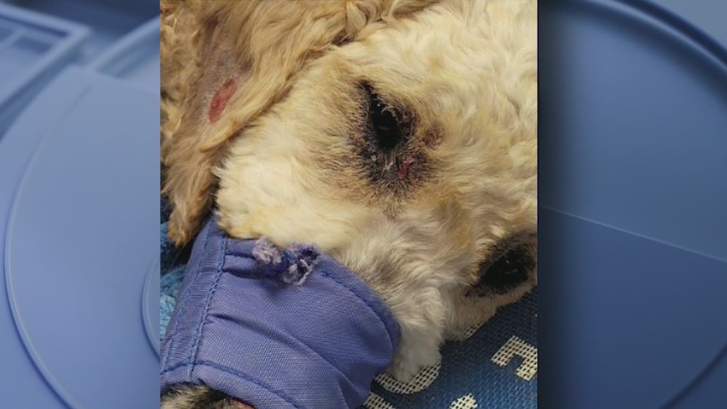 Search for suspect who set dog on fire | FOX 5 Atlanta