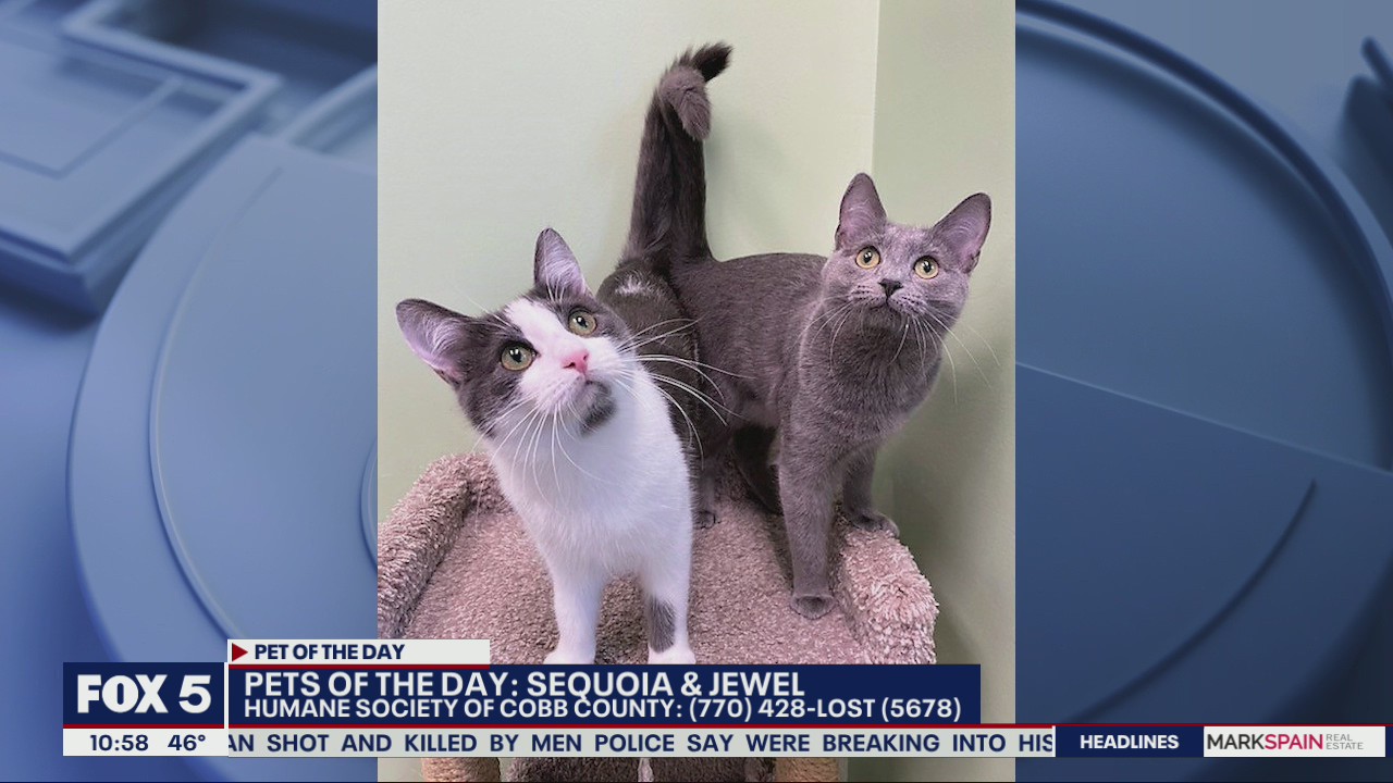 Pets of the Day from the Humane Society of Cobb County