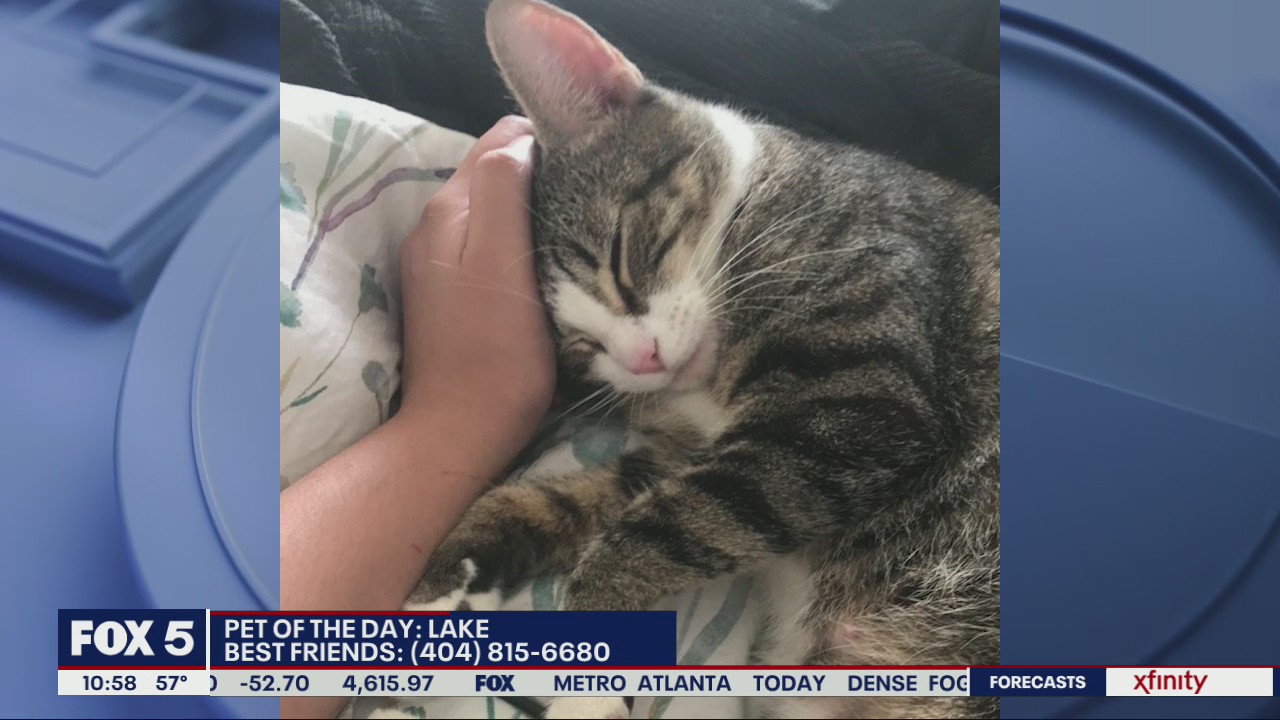 Pet of the Day from Best Friends Atlanta