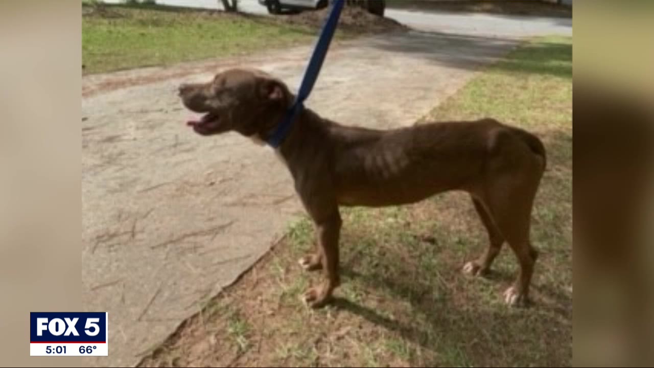 Animal cruelty arrest | FOX 5 Atlanta