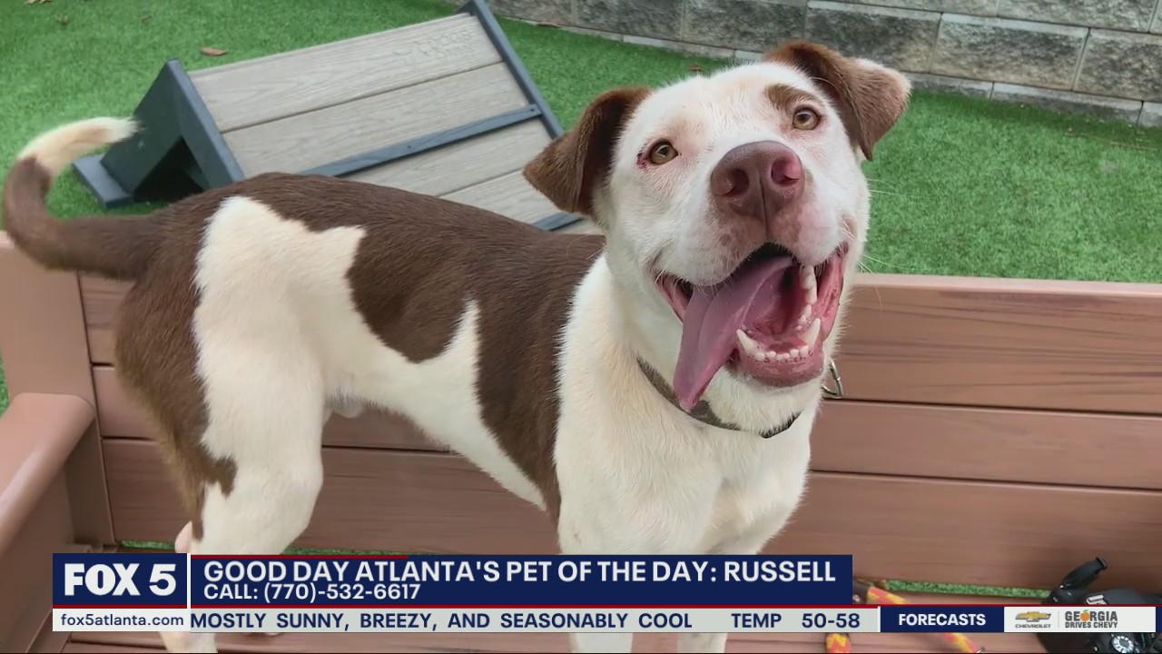Pet of the day from the Humane Society of Northeast Georgia