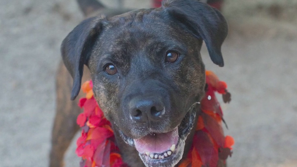 Good Day Atlanta's Pet of the Day: Mocha