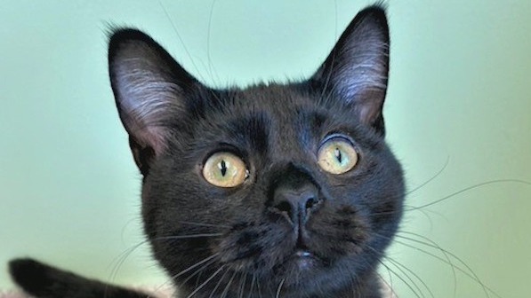 Pet of the Day from Humane Society of Cobb County