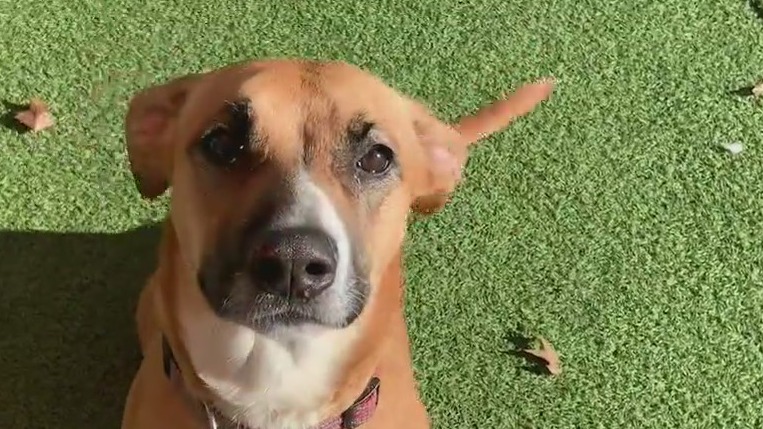Pet of the Day with Humane Society of Northeast Georgia