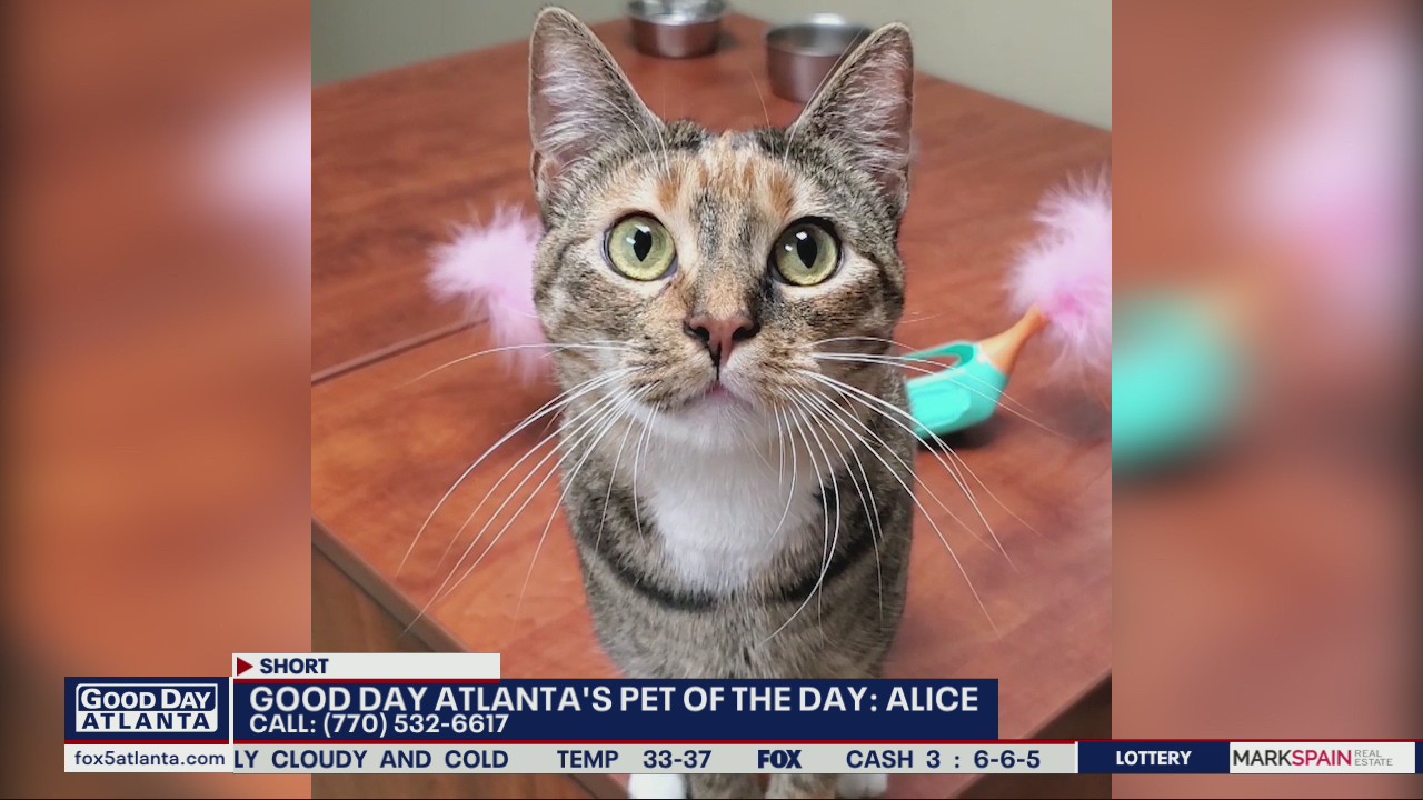 Pet of the Day from the Humane Society of Northeast Georgia