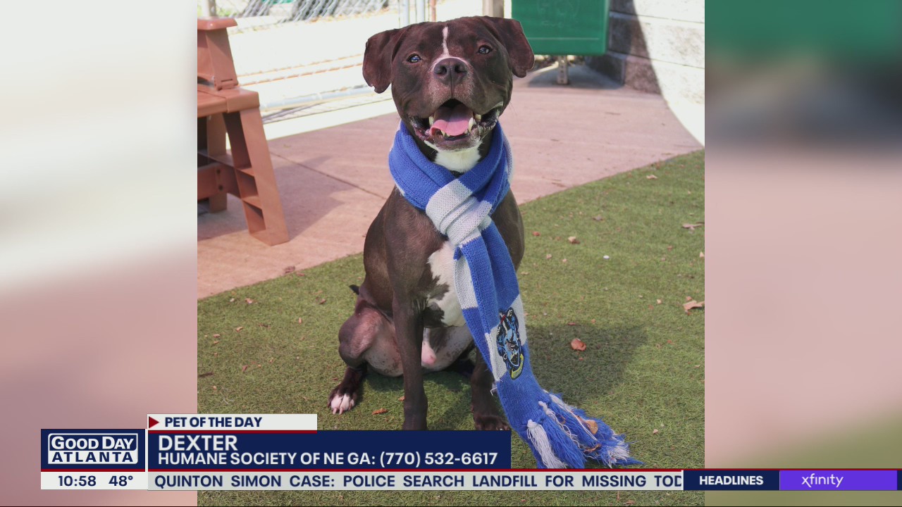 Pet of the Day from the Humane Society of Northeast Georgia