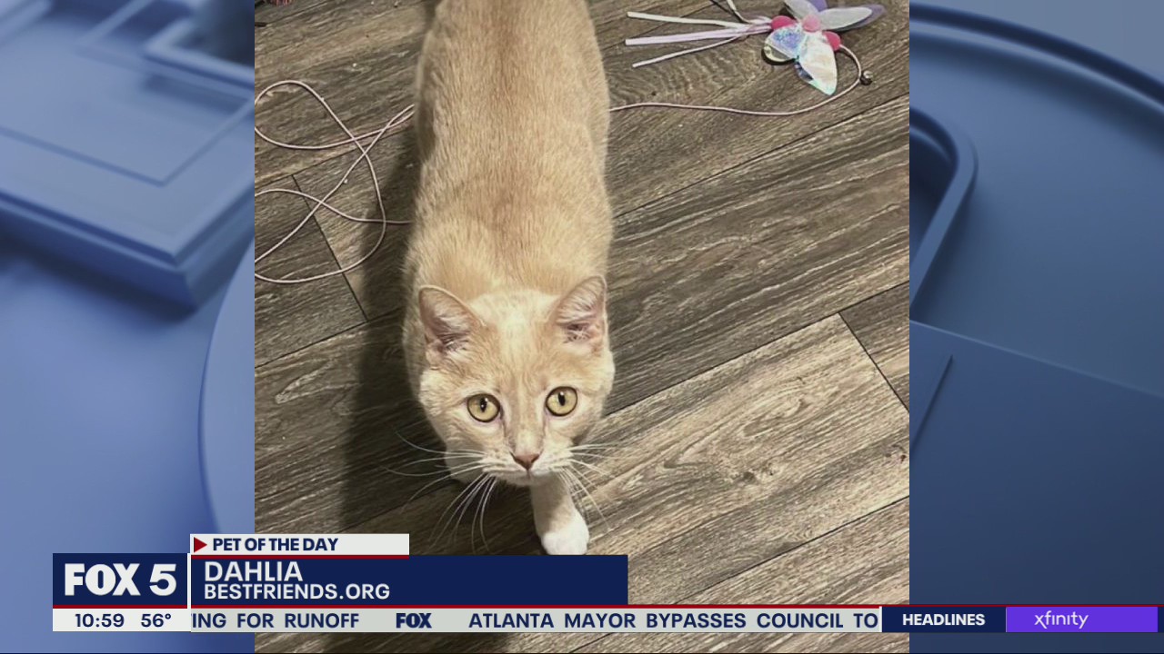Pet of the Day from Best Friends Animal Society