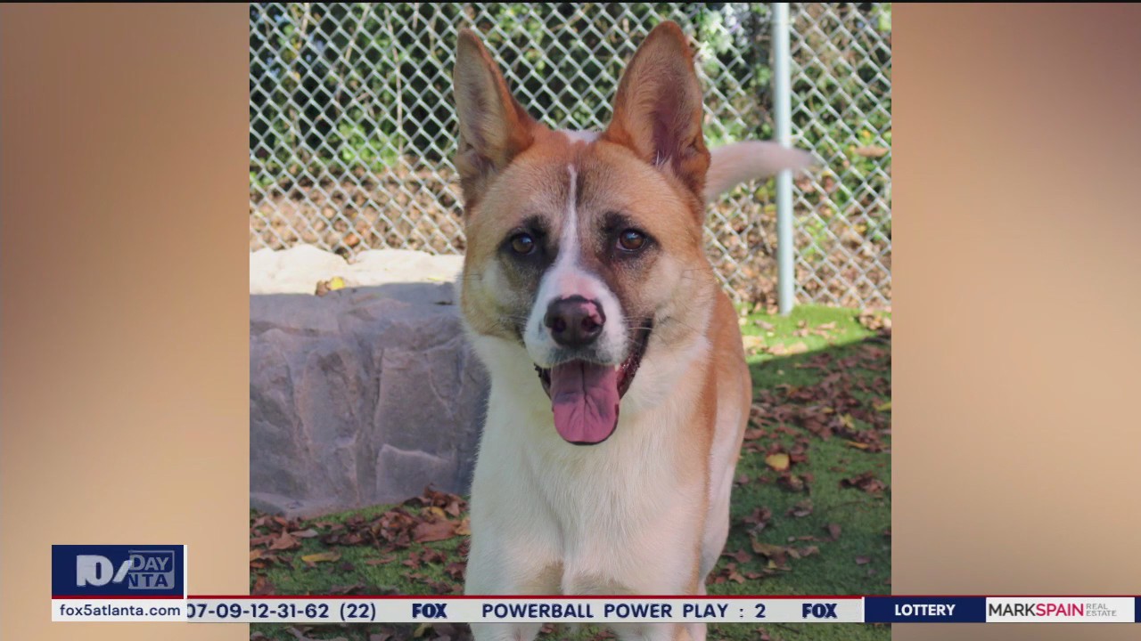 Pet of the Day from the Humane Society of Northeast Georgia