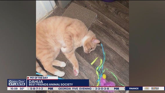 Pet of the Day from Best Friends Animal Society