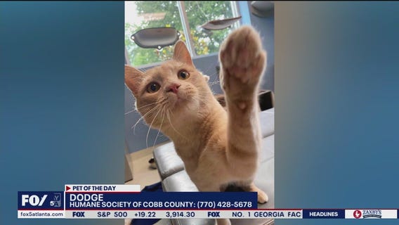 Pet of the Day from the Humane Society of Cobb County
