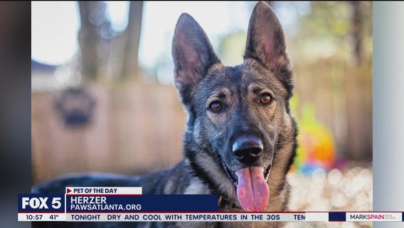 Pet of the Day from PAWS Atlanta