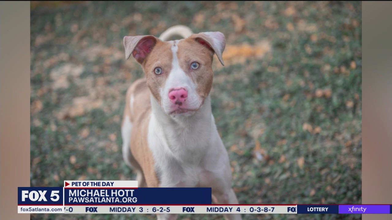 Pet of the Day from Paws Atlanta
