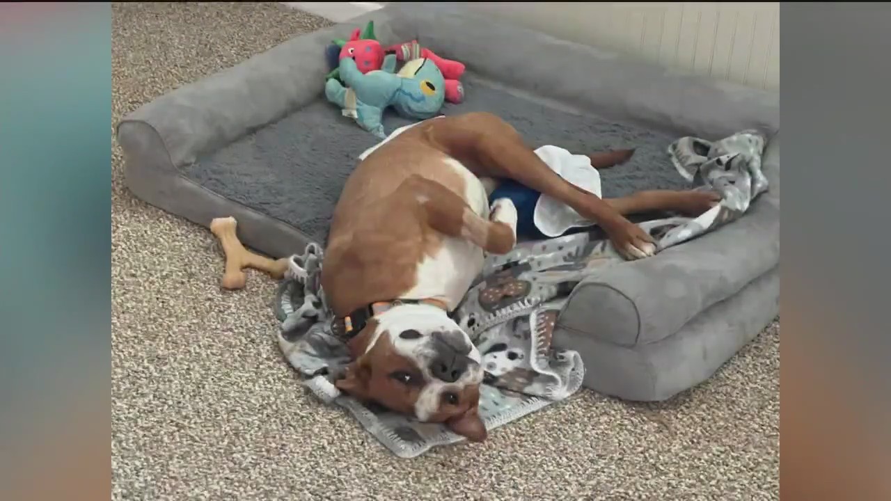 Pet of the Day from Paws Atlanta