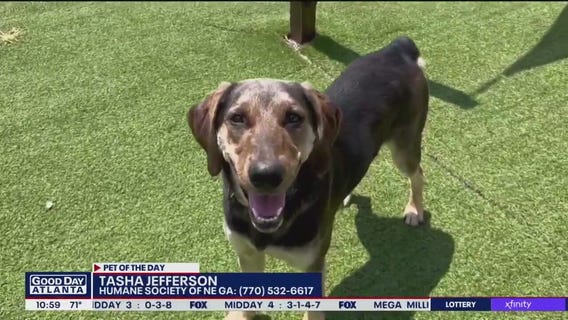 Pet of the Day from the Humane Society of Northeast Georgia