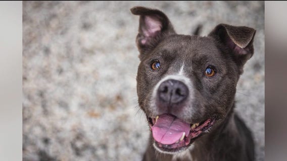 PET OF THE DAY: Buffalo Bill