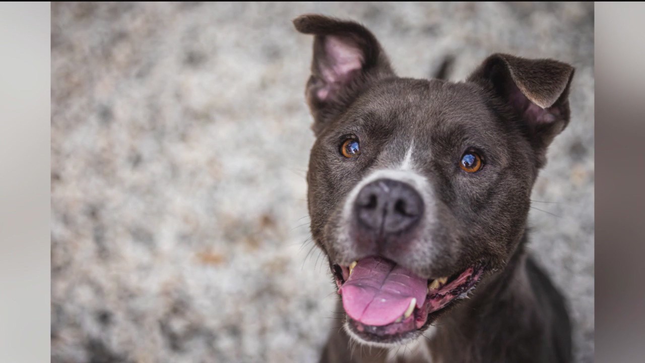 PET OF THE DAY: Buffalo Bill