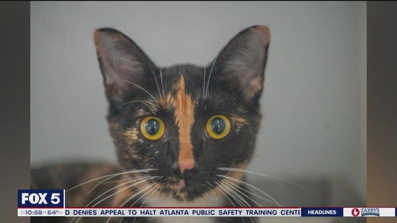 Pet of the Day from Paws Atlanta