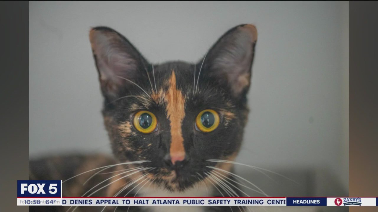 Pet of the Day from Paws Atlanta