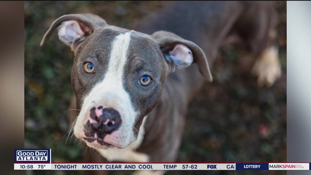 Pet of the Day from Paws Atlanta