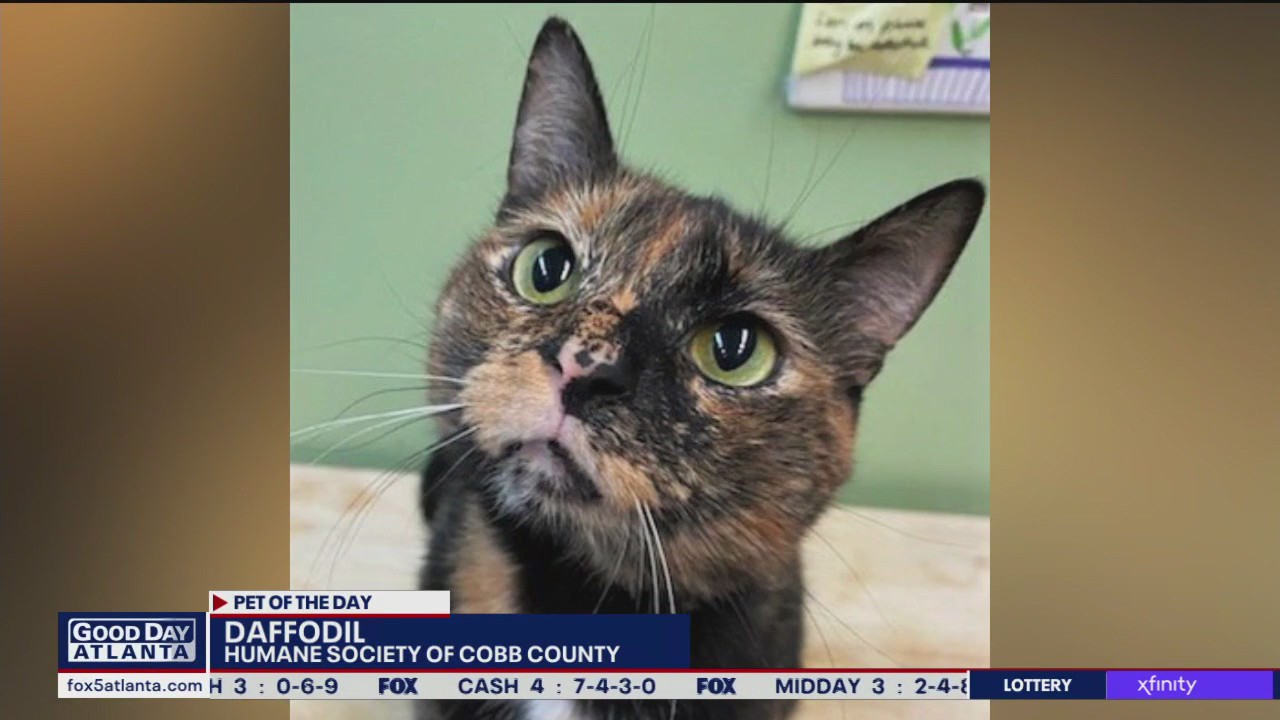 Pet of the Day from the Humane Society of Cobb County
