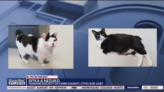 Pet of the Day from the Humane Society of Cobb County