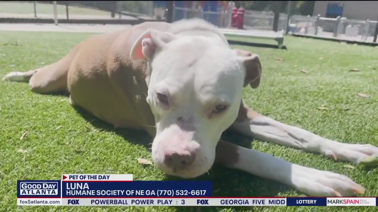Pet of the Day from the Humane Society of Northeast Georgia