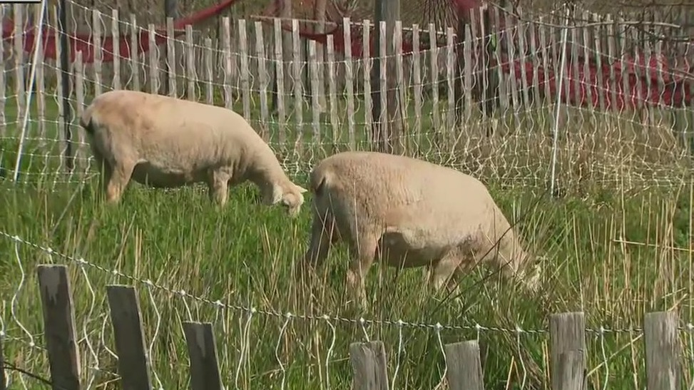 Sheep on Governors Island