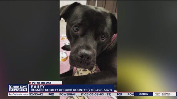 Pet of the Day from the Humane Society of Cobb County