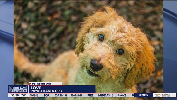Pet of the Day from PAWS Atlanta