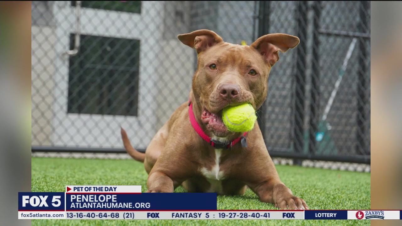 Pet of the Day from the Atlanta Humane Society