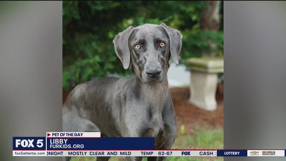 Pets of the Day from Furkids