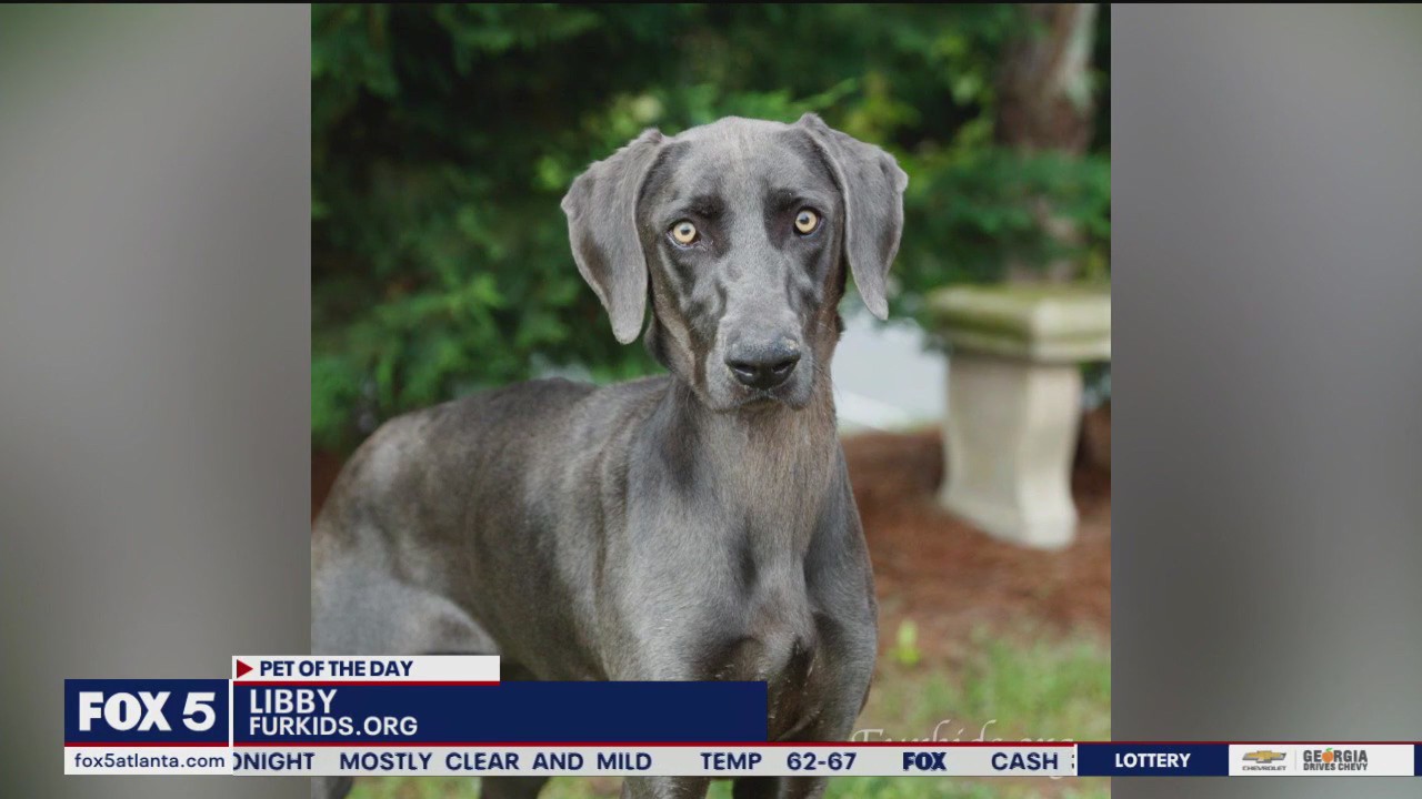 Pets of the Day from Furkids