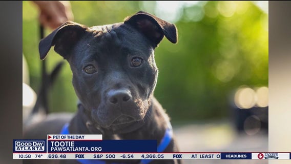 Pet of the Day from Paws Atlanta