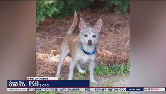 Pets of the Day from Furkids
