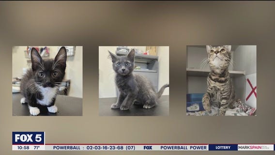 Best Friends free adoption event