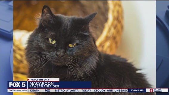 Pet of the Day from Paws Atlanta