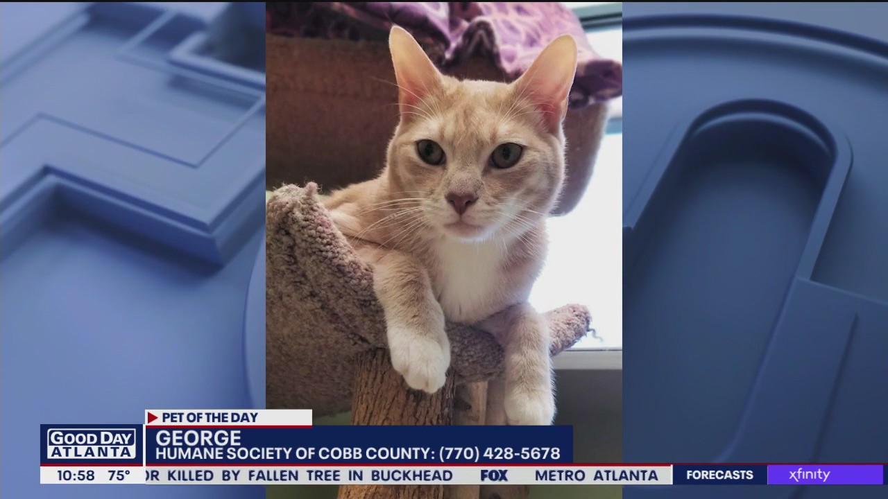 Pet of the Day from the Humane Society of Cobb County | FOX 5 Atlanta