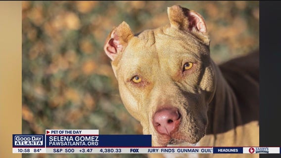 Pet of the Day from Paws Atlanta