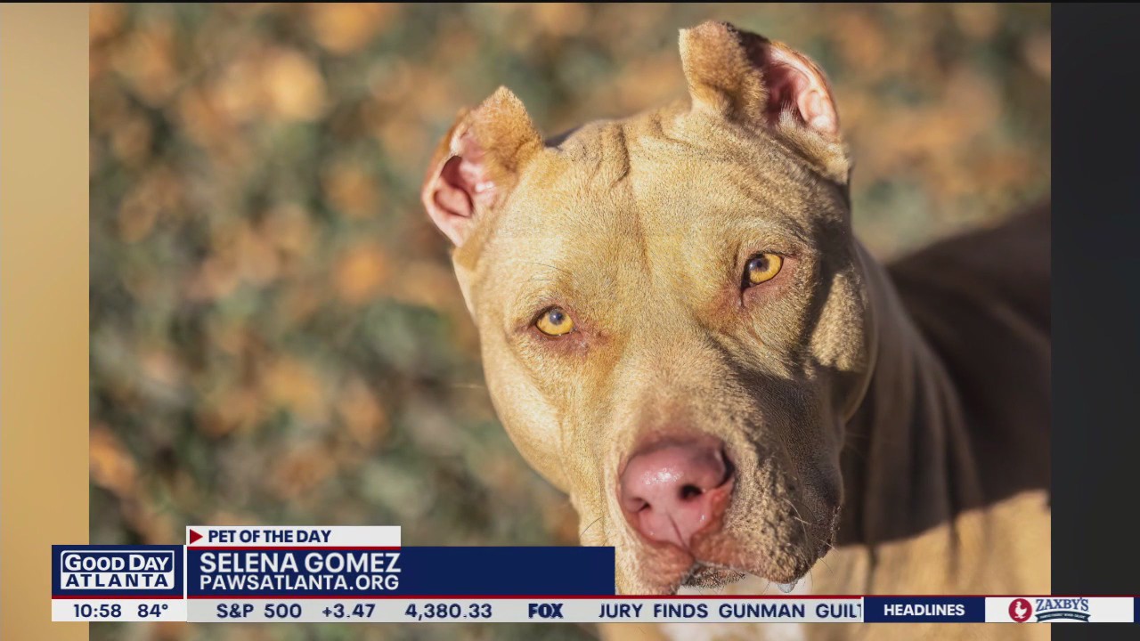 Pet of the Day from Paws Atlanta