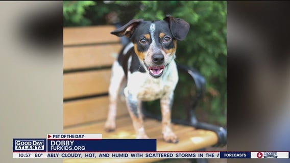 Pets of the Day from Furkids