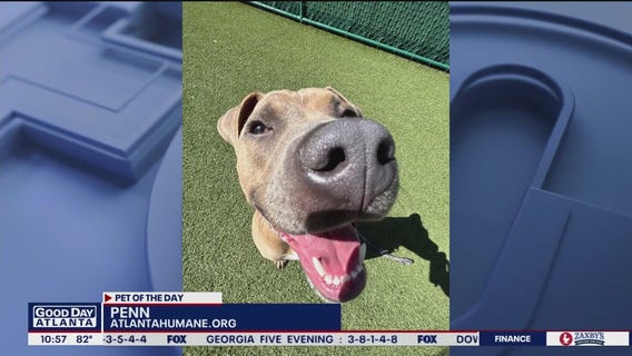 Pet of the Day from the Atlanta Humane Society