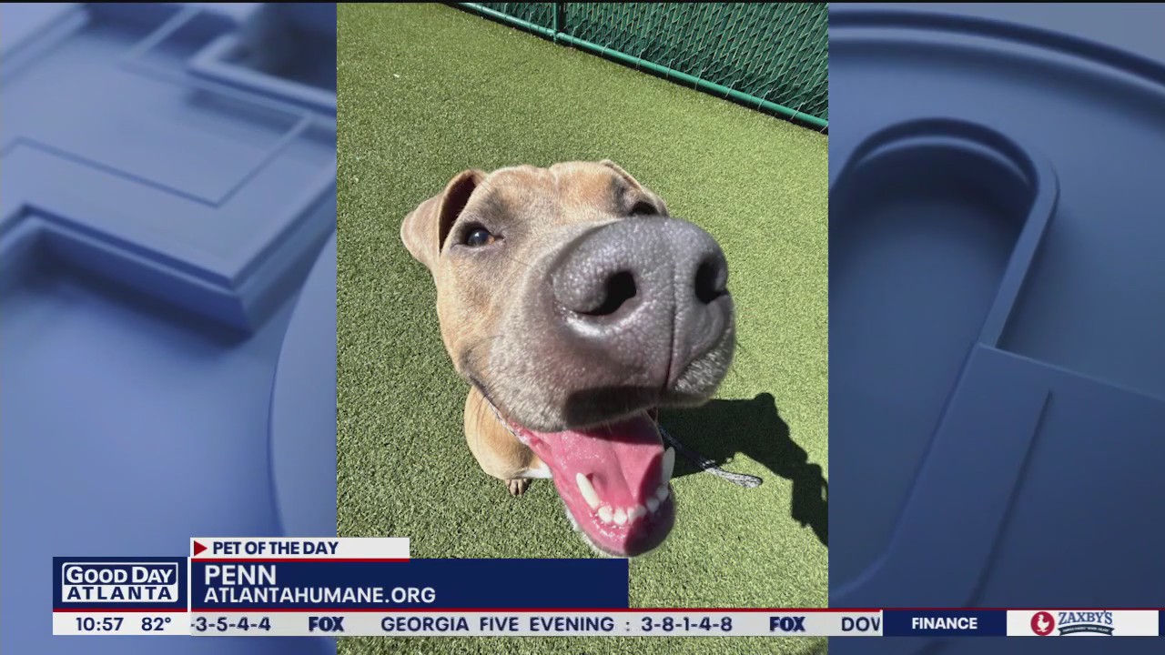 Pet of the Day from the Atlanta Humane Society