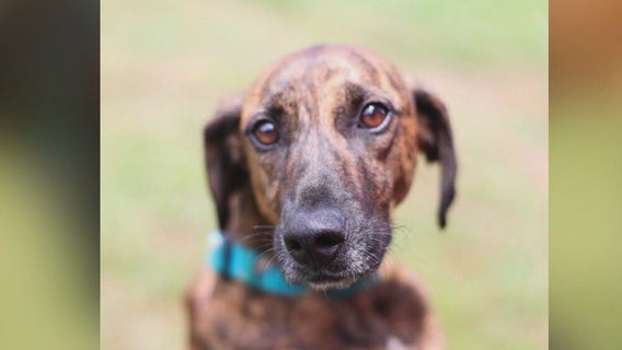 Pet of the Day -- Rafiki