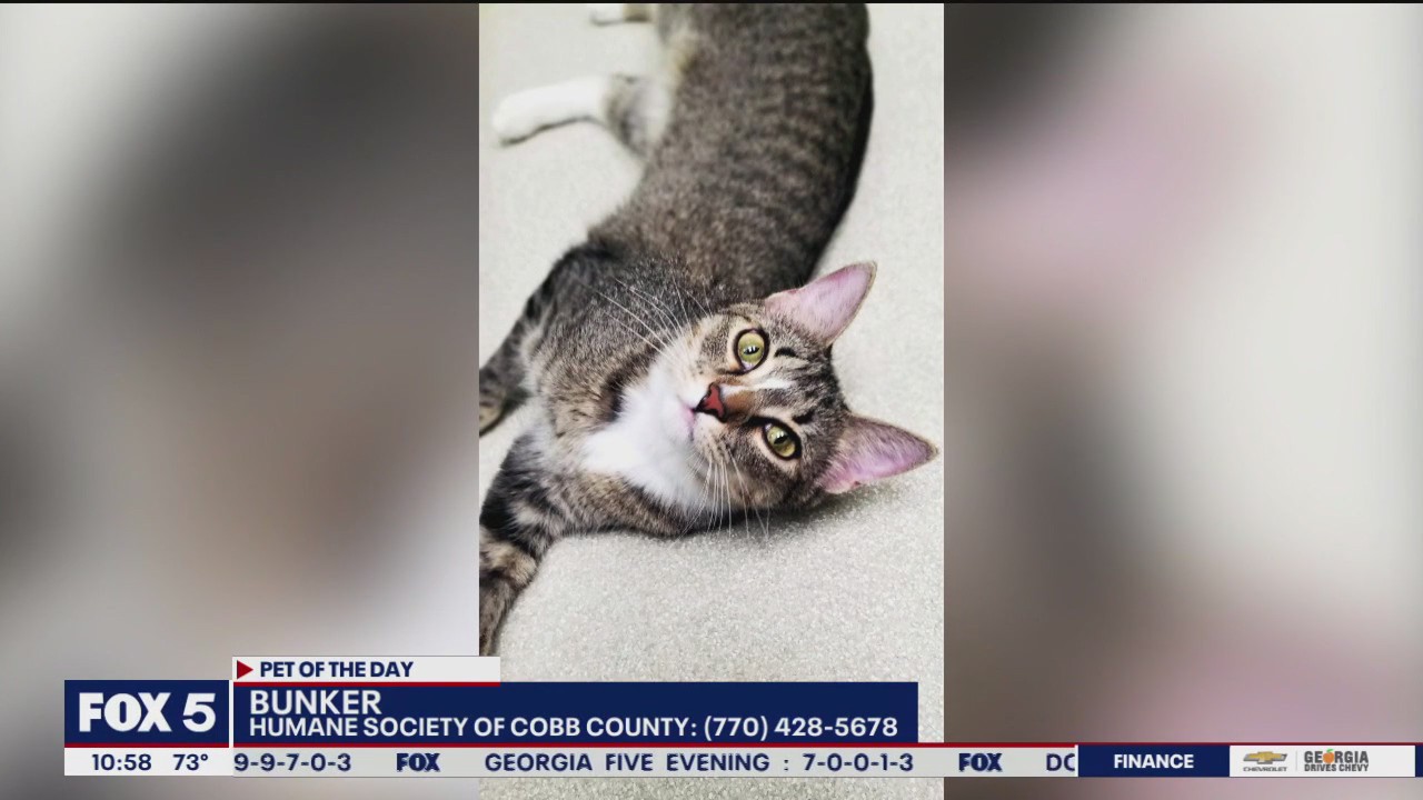 Pet of the Day from Humane Society of Cobb County | FOX 5 Atlanta