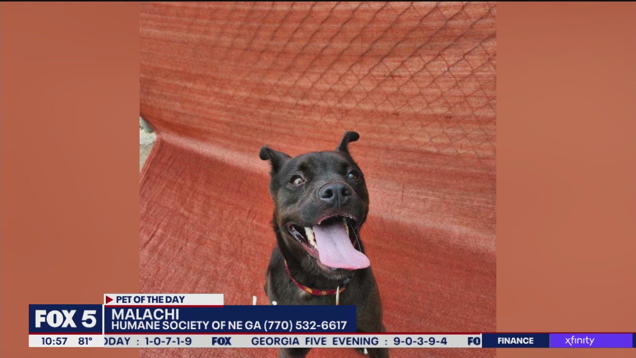 Pet of the Day from the Humane Society of NE Georgia