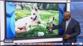 Georgia dog takes care of baby chicks