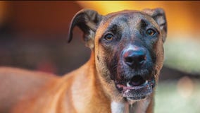 Pet of The Day from Paws Atlanta