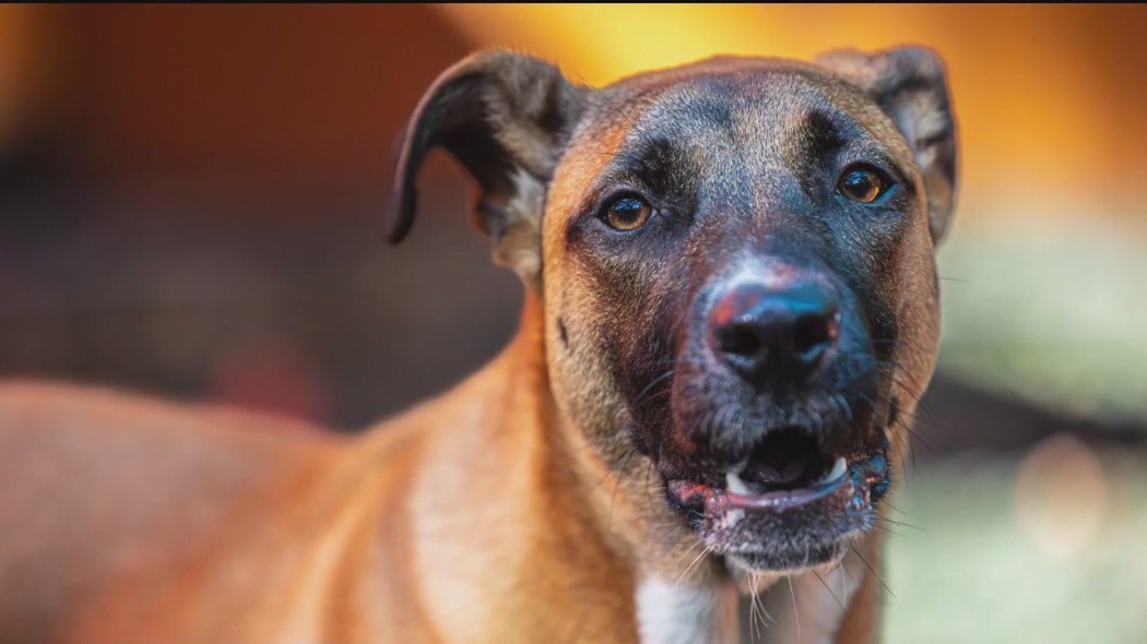 Pet of The Day from Paws Atlanta