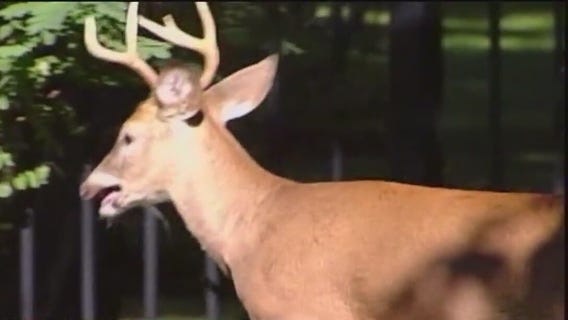 How to keep deer away from your garden